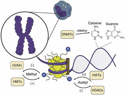 Epigenetic Regulation in Sepsis, Role in Pathophysiology and Therapeutic Perspective